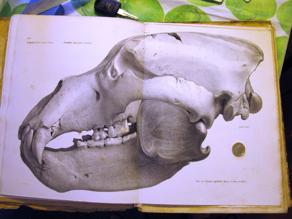 Paleontologie Lombarde, Cornalia, 1858-71