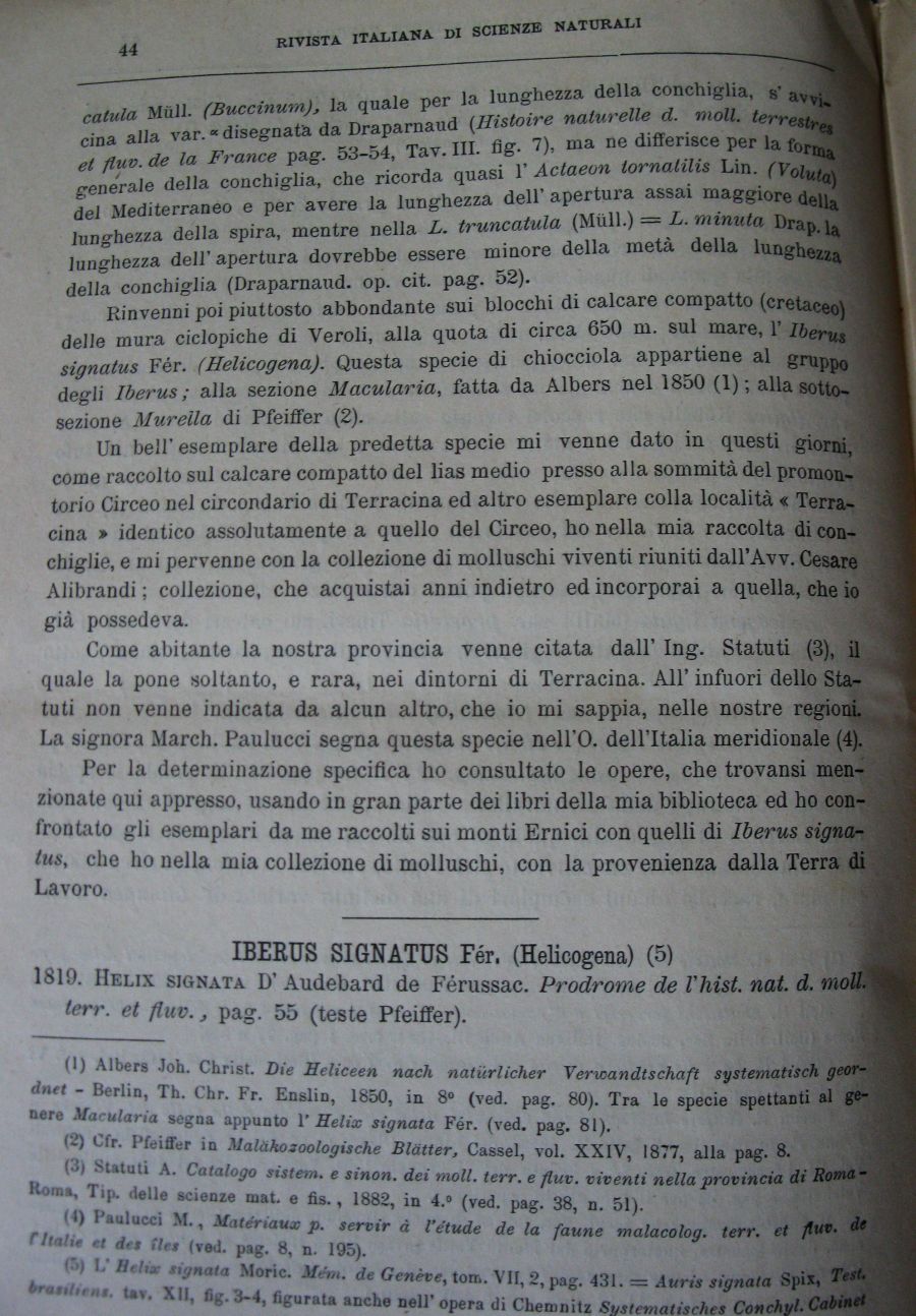 Meli Romolo , 1894 ,  Iberus signatus nella prv di Roma