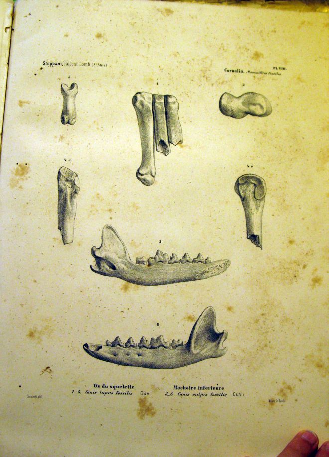 Paleontologie Lombarde, Cornalia, 1858-71