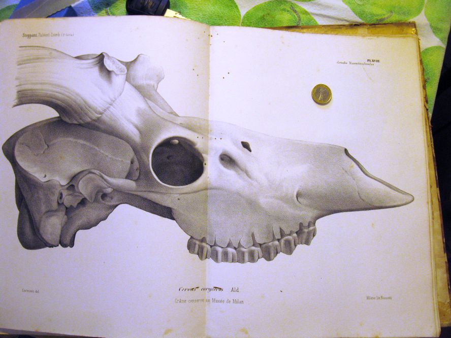 Paleontologie Lombarde, Cornalia, 1858-71