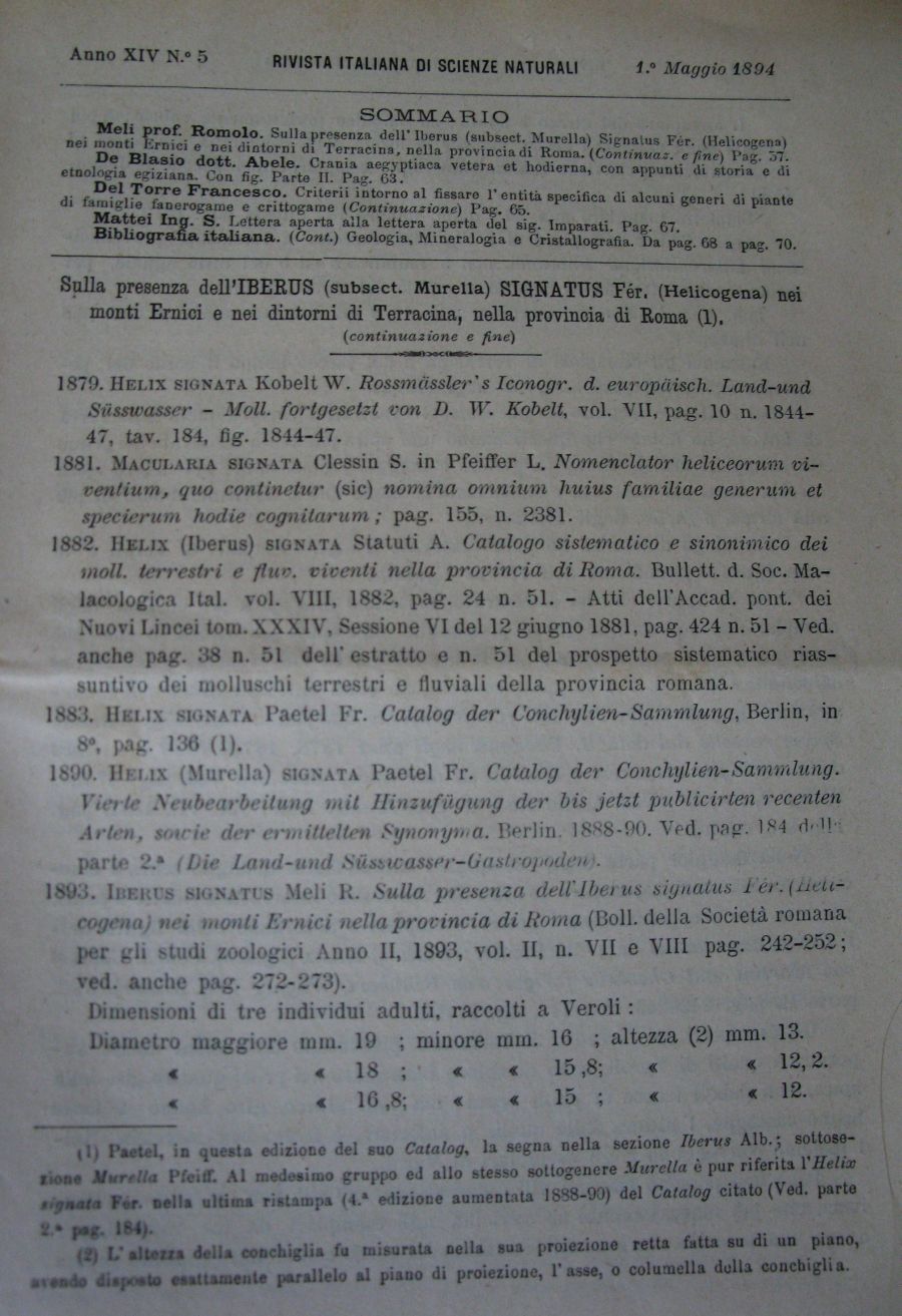 Meli Romolo , 1894 ,  Iberus signatus nella prv di Roma