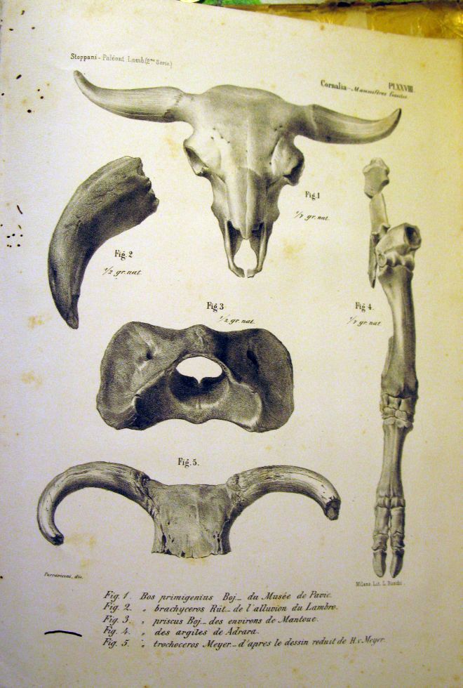 Paleontologie Lombarde, Cornalia, 1858-71