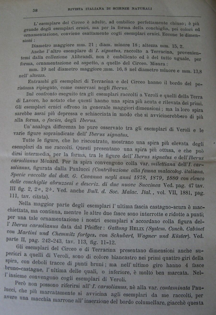 Meli Romolo , 1894 ,  Iberus signatus nella prv di Roma