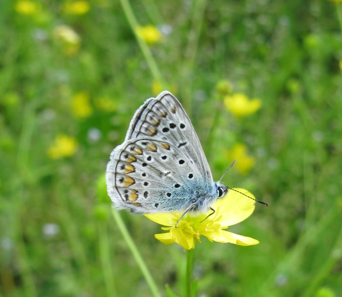  possibile identificarla?