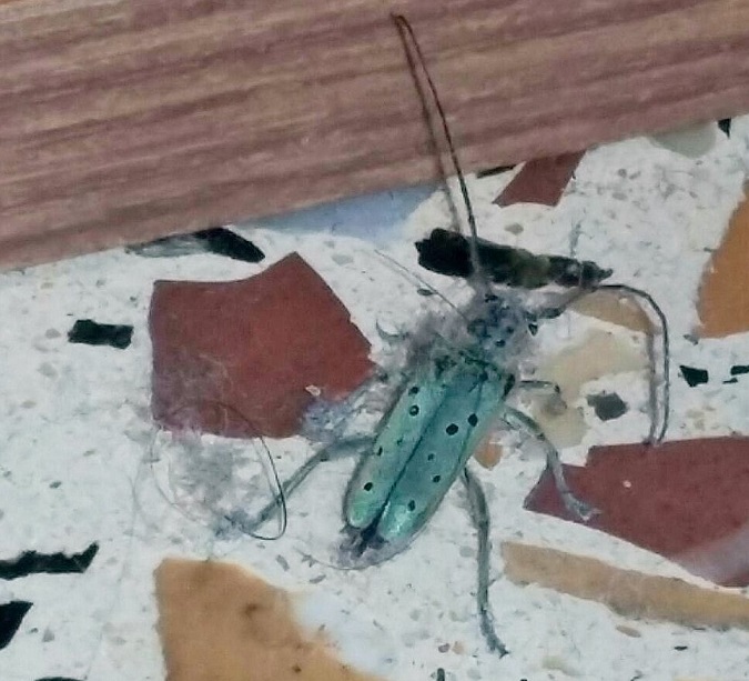 Cerambycidae: Saperda punctata, femmina