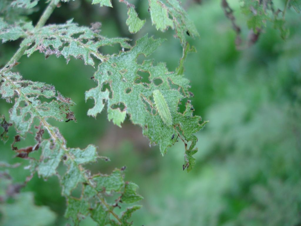 Larva sconosciuta su Sorbo piemontese - Gonioctena sp.