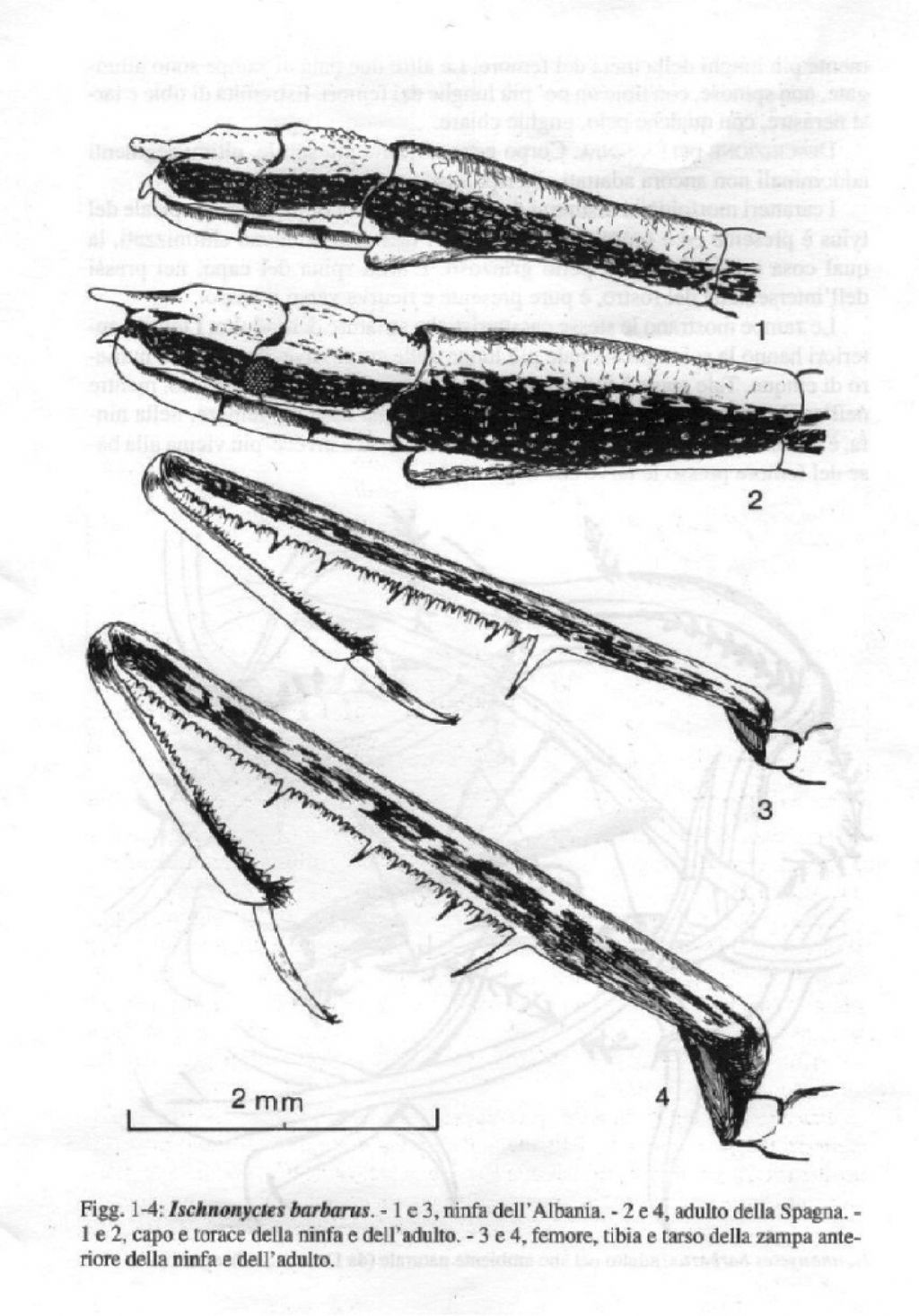 Reduviidae: Ischnonyctes barbarus di Sardegna (OR)