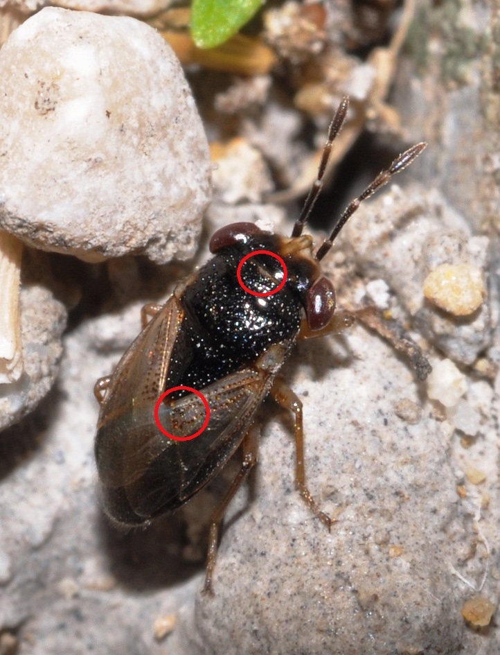 Lygaidae: Geocoris megacephalus della Toscana (AR)