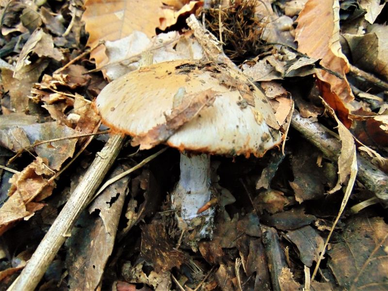 funghi da identificare