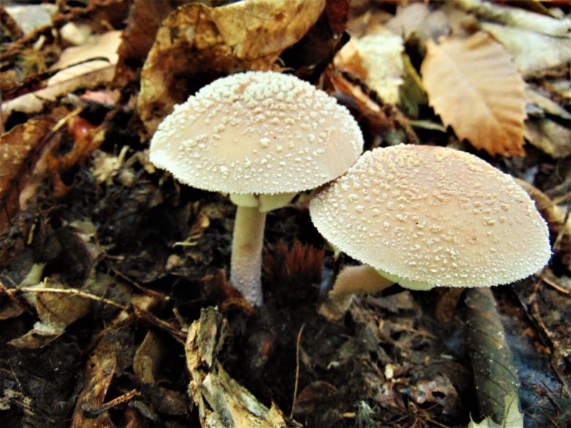 funghi da identificare