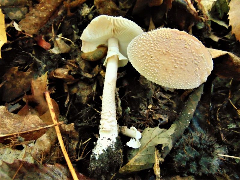 funghi da identificare