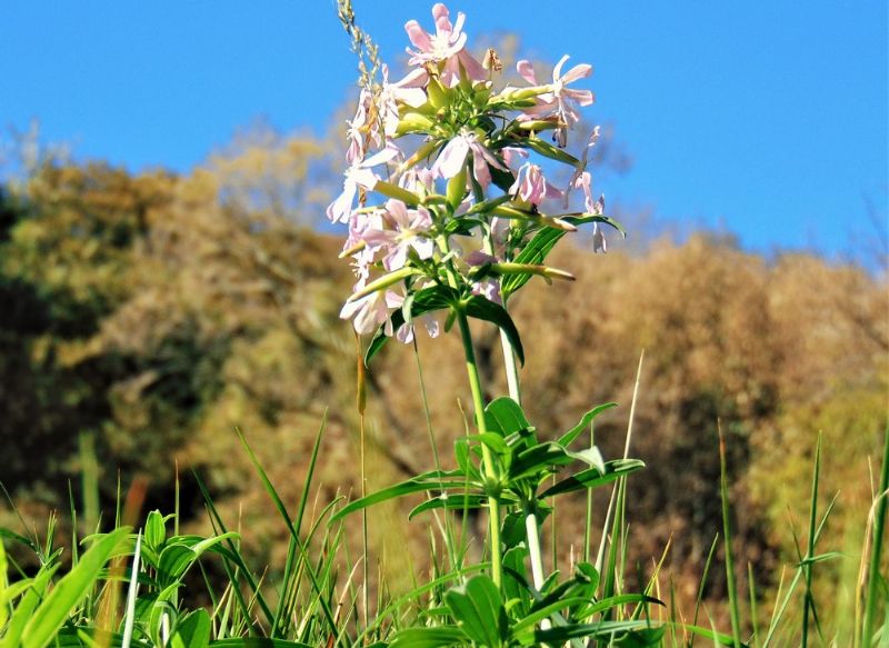 Saponaria officinalis