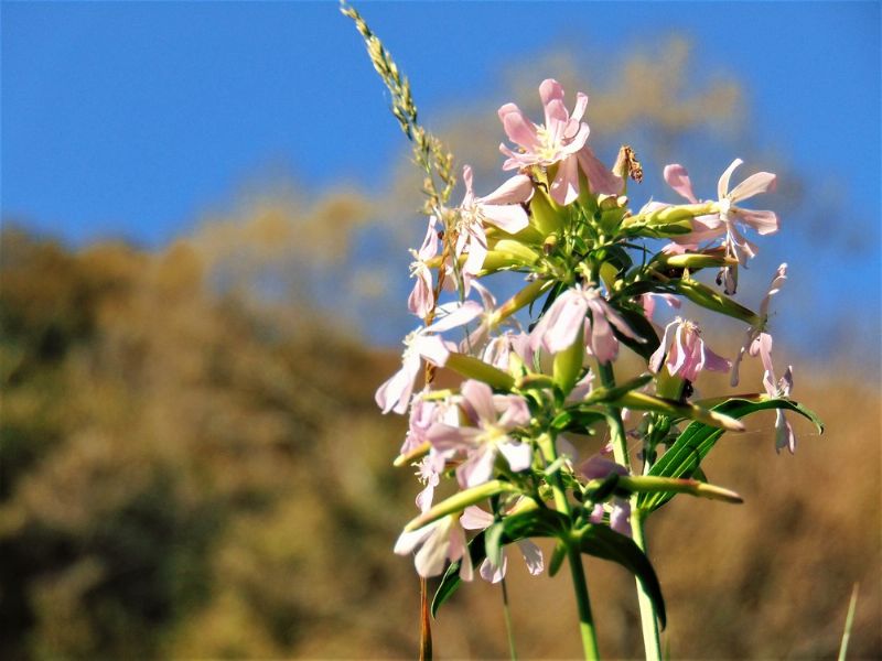 Saponaria officinalis