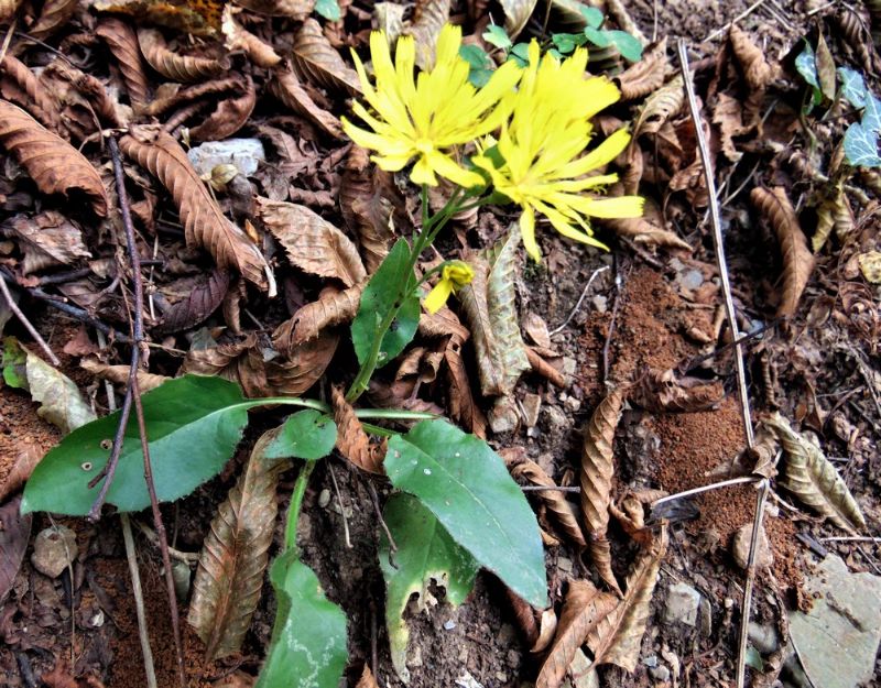 Hieracium sp.