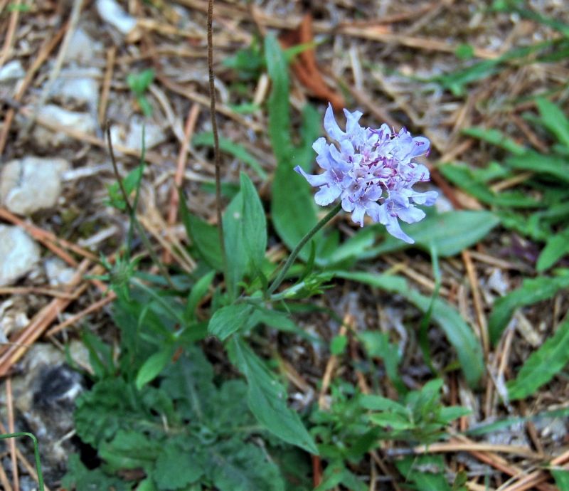 pianta da determinare - Caprifoliacea