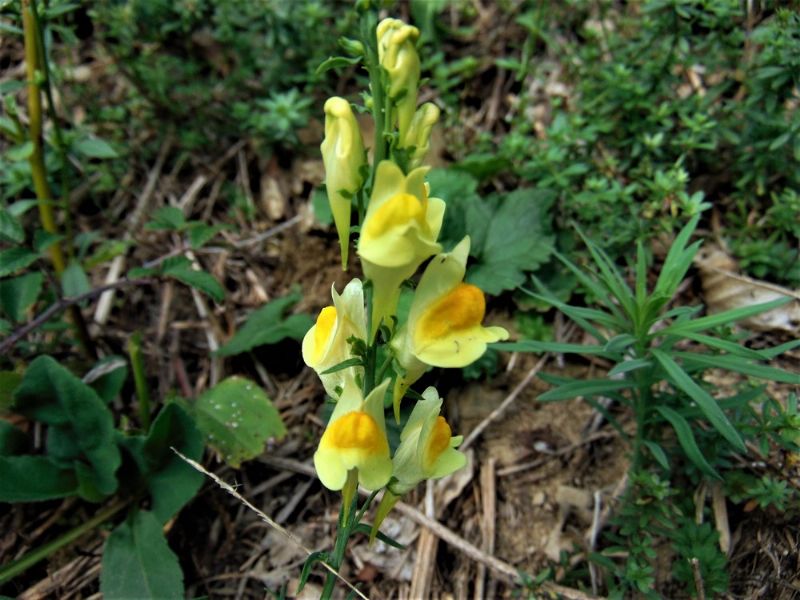 Linaria sp., Plantaginaceae