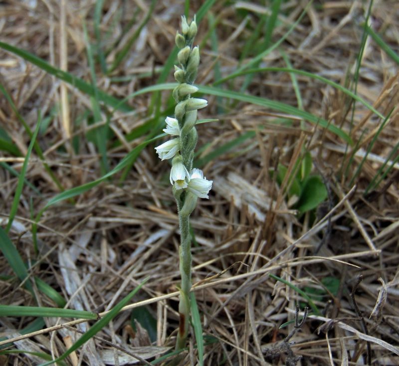 Spiranthes spiralis