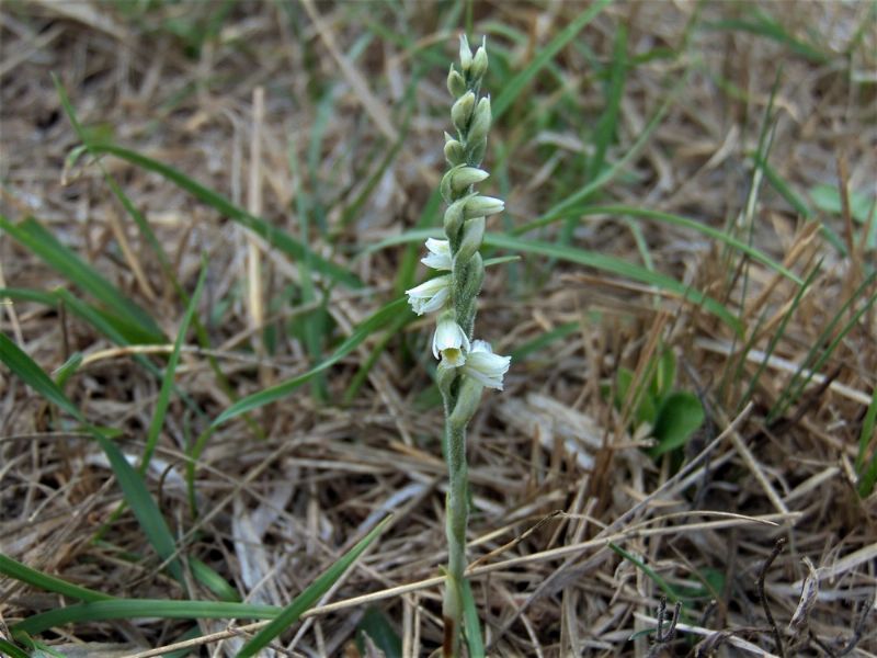 Spiranthes spiralis