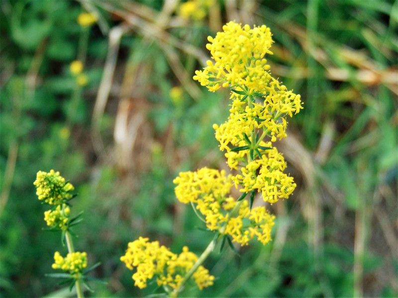 Galium verum