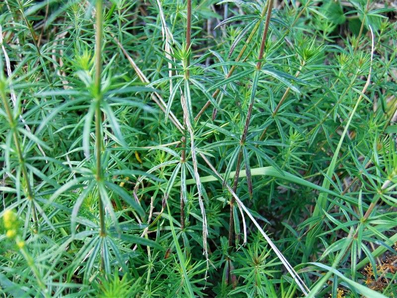 Galium verum