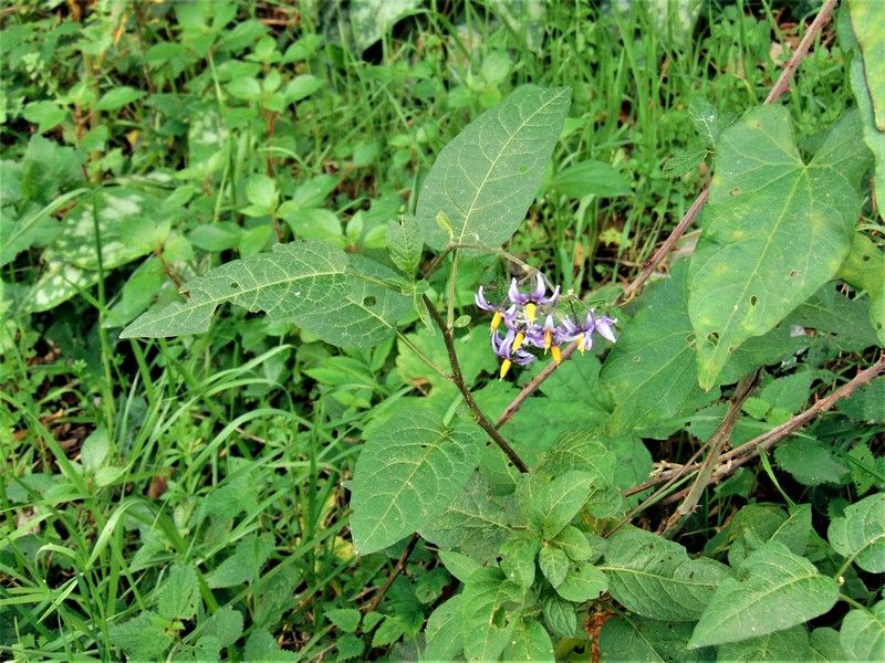 Solanum dulcamara