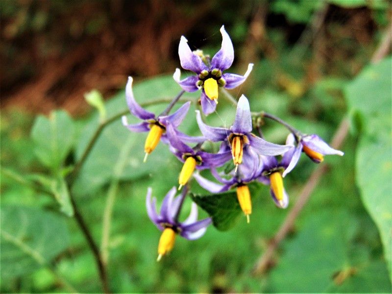 Solanum dulcamara