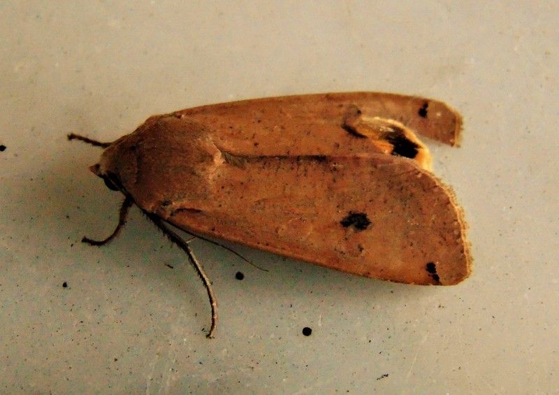 farfalla da identificare - Noctua pronuba, Noctuidae