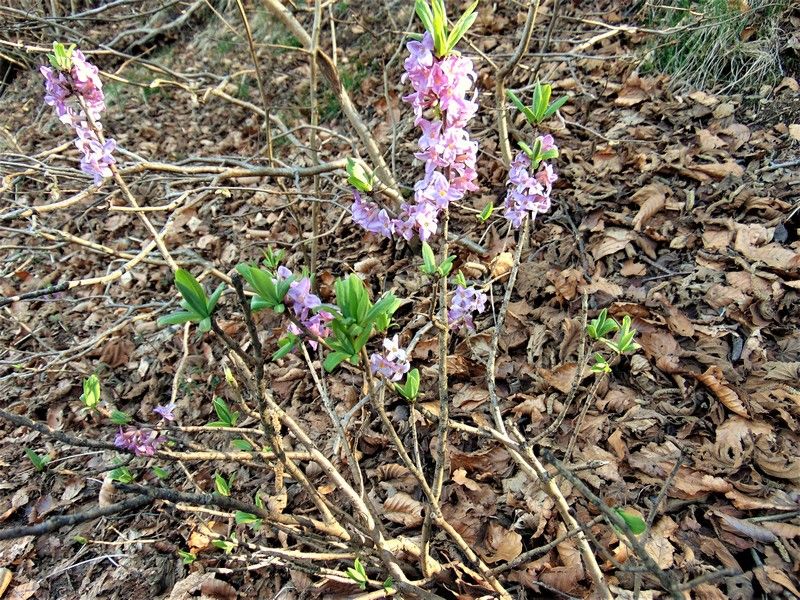 Daphne mezereum (Thymelaeaceae)