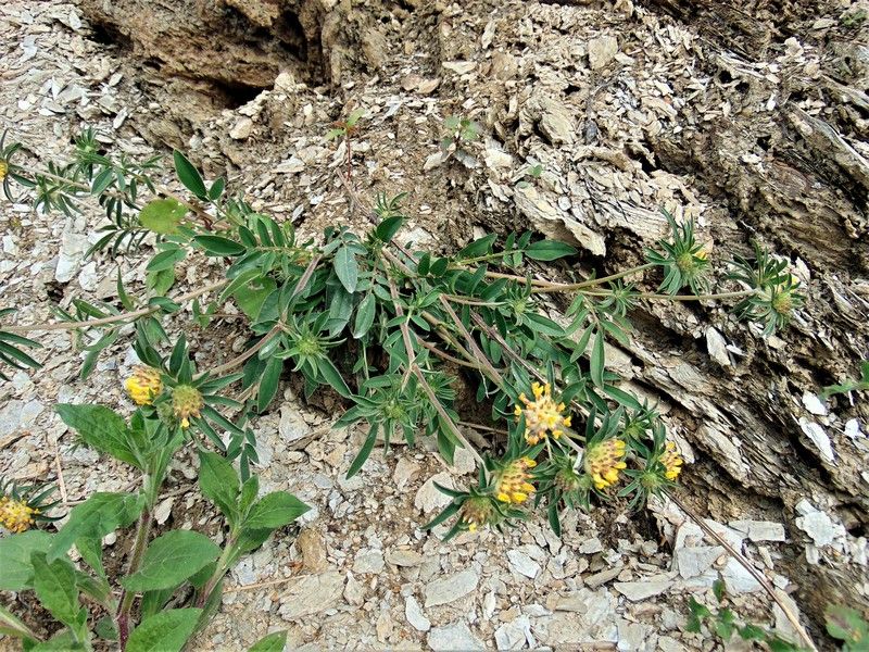 Anthyllis vulneraria (Fabaceae)