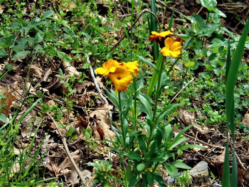 Erysimum cheiri (Brassicaceae)