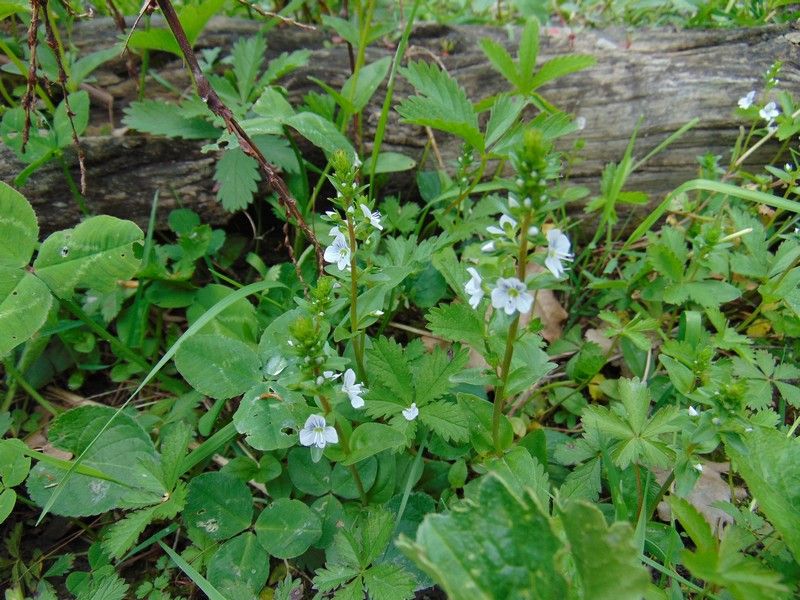 Veronica serpyllifolia (Plantaginaceae)