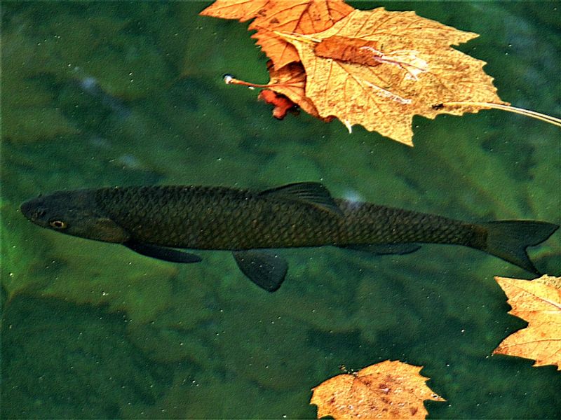 Cavedano  (Squalius cephalus)