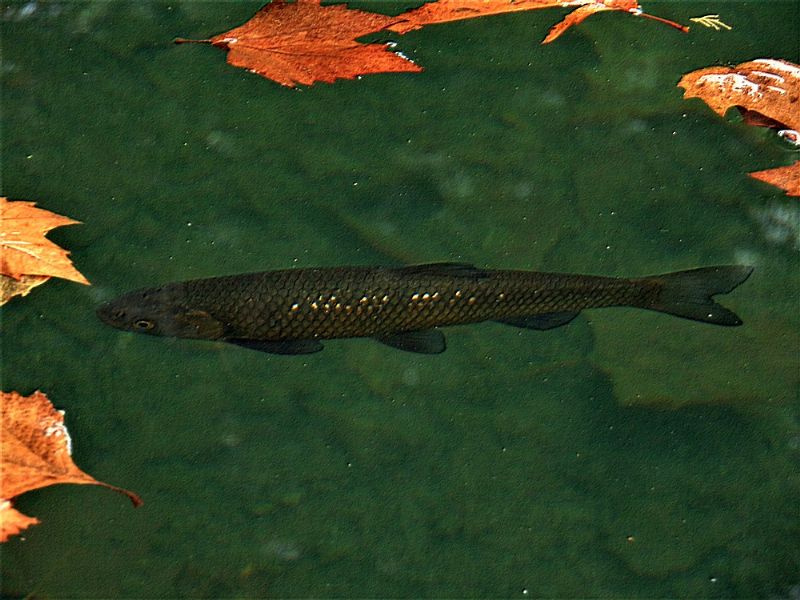 Cavedano  (Squalius cephalus)