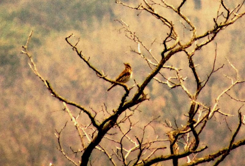 Tordo sassello  (Turdus iliacus)