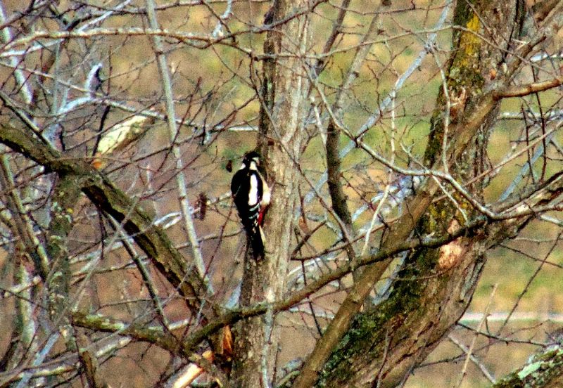 Picchio rosso maggiore (Dendrocopos major), femmina