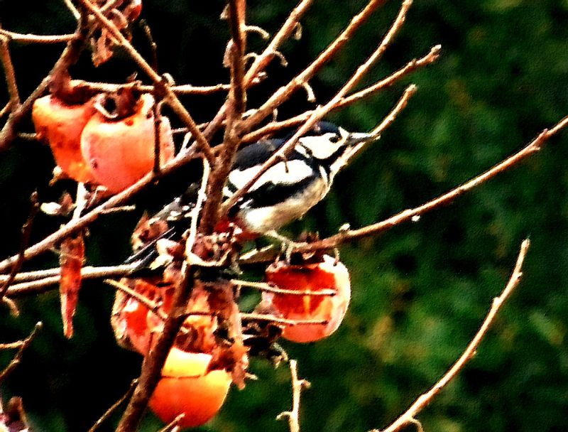 Picchio rosso maggiore (Dendrocopos major), femmina