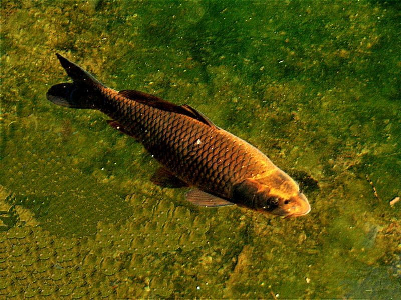 pesce da identificare:  Carpa (Cyprinus carpio)