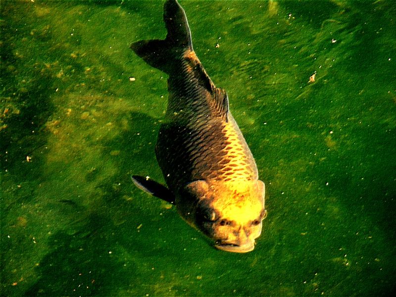 pesce da identificare:  Carpa (Cyprinus carpio)