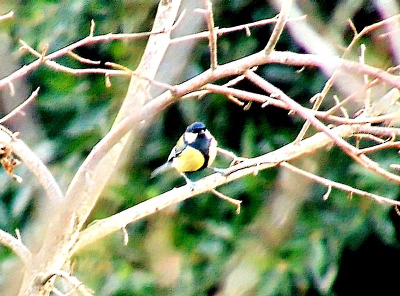 Cinciallegra (Parus major)