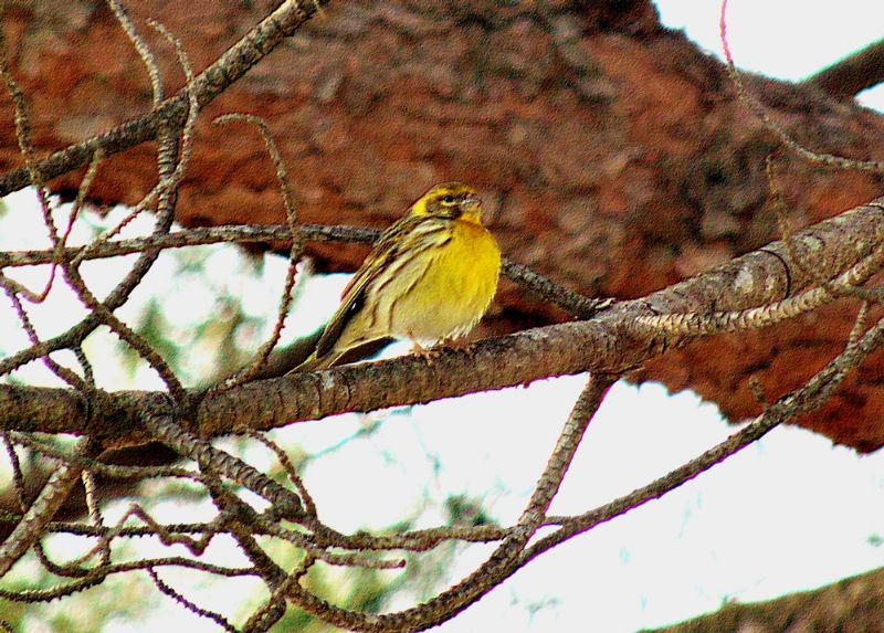 Uccellini da identificare: Verzellino (Serinus serinus), maschio e femmina?