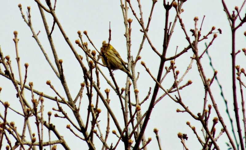 Uccellini da identificare: Verzellino (Serinus serinus), maschio e femmina?