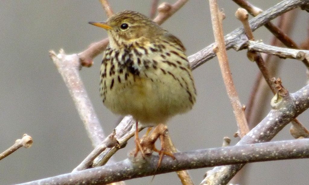 Pispola  (Anthus pratensis)