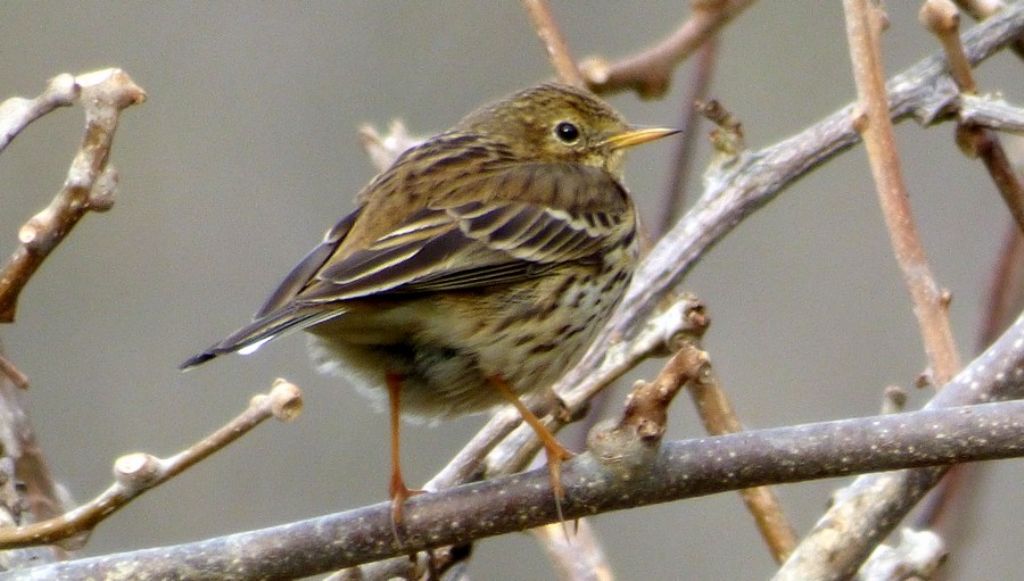 Pispola  (Anthus pratensis)