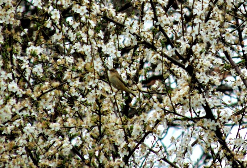 uccello da identificare