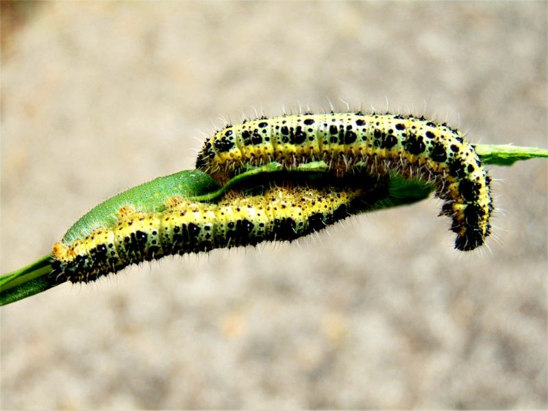 larva da identificare