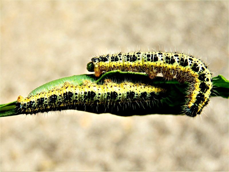 larva da identificare