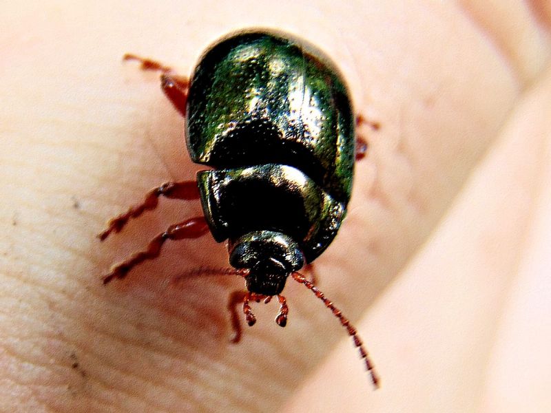 Chrysolina bankii, Chrysomelidae