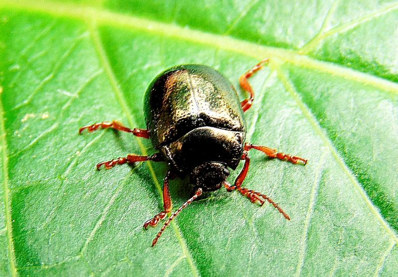 Chrysolina bankii, Chrysomelidae