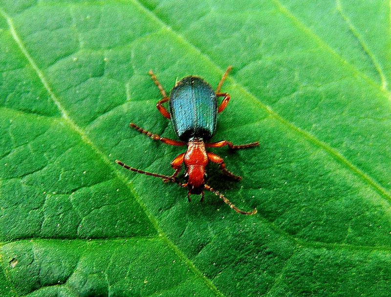 Cantharidae (?) No, Carabidae, Brachinus sp.