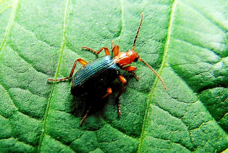 Cantharidae (?) No, Carabidae, Brachinus sp.